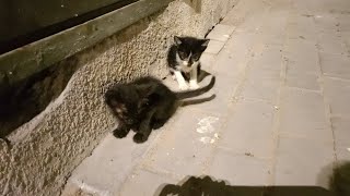 quotHeartwarming Moments A man Feeding abandoned Stray Cats and Kittens  Cat Rescue Videos Cat Video [upl. by Madalena]