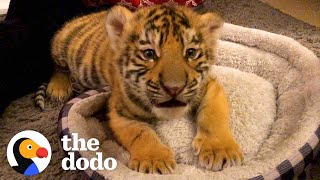 A Year In The Life Of A Baby Tiger  The Dodo Little But Fierce [upl. by Meingolda56]