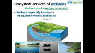 Aquatic Ecology  Freshwater Ecosystem  Freshwater WetlandsIII [upl. by Durand]