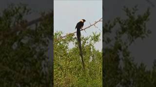 Paradise Whydah African Finch [upl. by Ano]