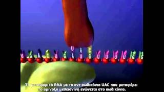 Μετάφραση RNA Video2 Ελληνικοί υπότιτλοι [upl. by Donnie]