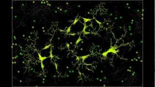 Convergent Ambiguities Slime Mold Final Simulation Regional Network Growth [upl. by Klotz]