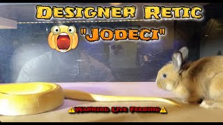 Designer Retic “Jodeci” devours rabbit🐇🐍⚠️Warning Live Feeding⚠️ [upl. by Ferdinana]