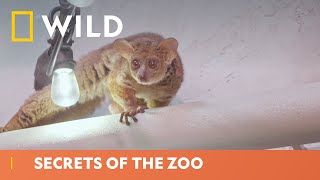 Why Do Bush Babies Have Sticky Hands  Secrets Of The Zoo  National Geographic WILD UK [upl. by Alesig]