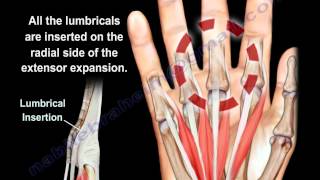 Anatomy of the Hand Dr Adel Bondok [upl. by Melac]