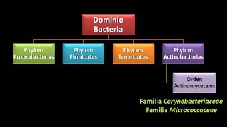 Dominio Bacteria Phylum Actinobacteria 2  Familia Micrococcaceae [upl. by Lledniw]