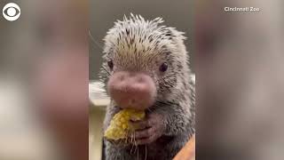 Porcupine munches on corn at Cincinnati Zoo [upl. by Bela]