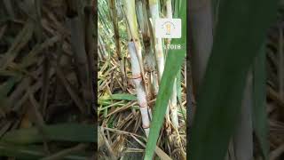 Co 17018 new sugarcane variety new farming sugarcanefarming agriculture villagelife farmfield [upl. by Mariande213]