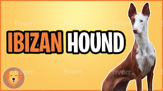 Ibizan Hound Top 10 Facts [upl. by End]