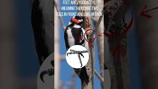 Downy Woodpecker ID help [upl. by Calmas]