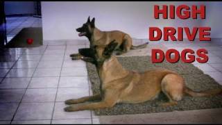 Training HIGH DRIVE DOGS [upl. by Llib]