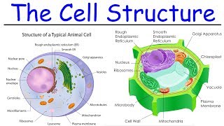 Biology  Intro to Cell Structure  Quick Review [upl. by Evvy968]