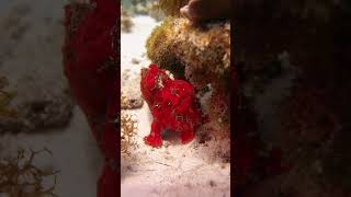 Diving Pemba Island scubadiving pemba zanzibar [upl. by Namra]