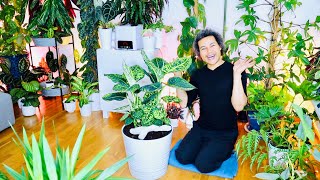 How to Repot a Dieffenbachia Reflector [upl. by Laamaj]