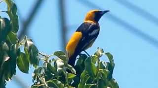 Hooded Oriole sings [upl. by Orit]