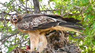 Booted Eagle eating prey [upl. by Nileak221]