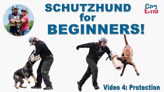 Schutzhund For Beginners Protection [upl. by Suirauqed]