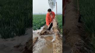 Wheat field irrigation process [upl. by Ylrebmi]