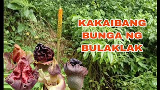 BULAKLAK NA MAY BUNGA DITO NYO LAMANG MAKIKITA SA ATING CHANNEL [upl. by Atsylac]