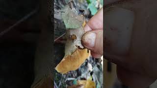 Сухлянка двухлетняя fungus mushroom nature wildmushrooms mushroomlife [upl. by Emilio585]