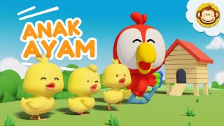 Anak Ayam  Tek Kotek🐤 Lagu Anak Anak  Lagu Anak Indonesia Balita [upl. by Mohr]