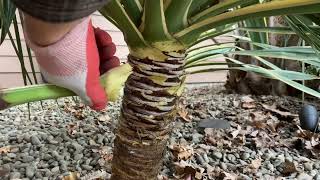 How to easily trim a Yucca gloriosa to expose a clean trunk [upl. by Evangeline84]