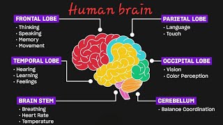 The Nervous system II Function of brain 🧠 II Structure of brain II Brain system II Anatomy of brain [upl. by Gardal]