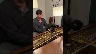 Cricket’s first piano lesson went GREAT cat kitty kitten [upl. by Enaed]