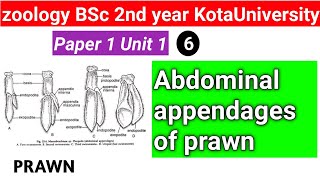 abdominal appendages of prawn [upl. by Danette]