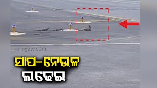 Bihar 3 Mongooses clash with snake on runway at Patna Airport  Kalinga TV [upl. by Barina]