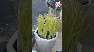 Chives planted in flower pots [upl. by Runstadler]