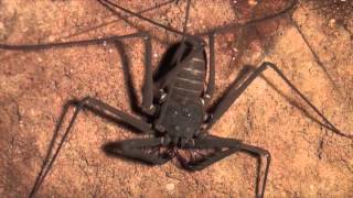 New record of a Whip Spider [upl. by Bruning]