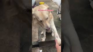 Smart BenBen BenBen goldenretriever pet benben doglovers doglover [upl. by Andi831]