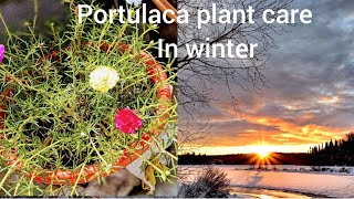 Portulaca plant care tips in winterMoss Rose plant care tips in winter 9o clock plant care [upl. by Yeznil495]