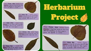 Herbarium Project  DIY Herbarium Sheet  Science Project  Biology Project EVS Project herbarium [upl. by Alacim]