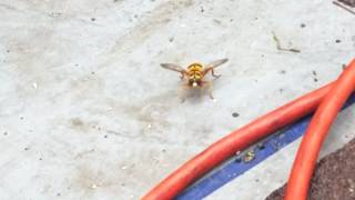 Hoverfly News Bee Mimics the Yellowjacket [upl. by Lalita]