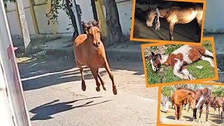 Desperately worried horse gallops behind ambulance carrying her critically ill friend [upl. by Ahser]