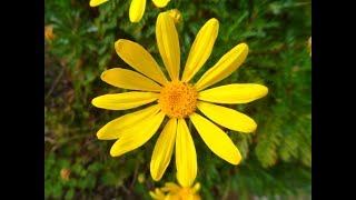 Многолетние цветы Euryops pectinatus африканская желтая ромашка African Daisy 01022018 [upl. by Ilysa]