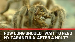 How Long Should You Wait To Feed Your Tarantula After A Molt [upl. by Stefanie]