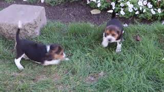 Beagle Puppies For Sale [upl. by Releehw]