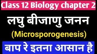 लघु बीजाणु जनन ।। microsporogenesis in Hindi class 10 biology in Hindi  laghu bijanu Janan [upl. by Eloccin586]