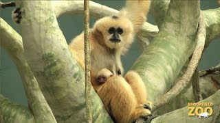 WhiteCheeked Gibbon Born to Indah and Benny [upl. by Lavena]