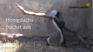 Honigdachs büchst aus  Honeybadger escaping [upl. by Nide]