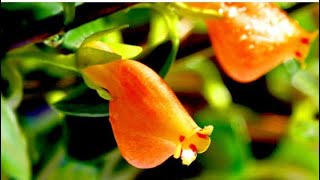 Easy Way To Propagate Goldfish Plants NematanthusGregarius [upl. by Derwood]