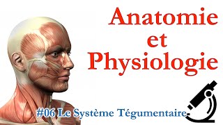 Anatomie et Physiologie 06 Le Système Tégumentaire [upl. by Nickolas746]