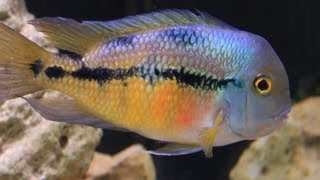 American Cichlid Species  Hypsophrys nicaraguensis quotNicaraguan Cichlidquot Female [upl. by Anitsirhk]