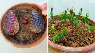 Simple Method To Grow Pine Tree Seed  How To Grow Pine Trees From Seeds [upl. by Aloivaf]