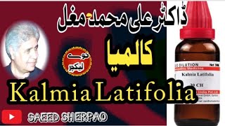 Kalmia Latifolia Homeopathic medicine By Dr Ali [upl. by Charie]