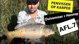 PENVISSEN OP KARPER  Voeren met duivenvoer en hennep [upl. by Waxler438]