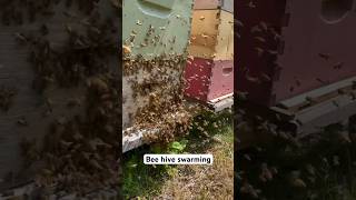 Beehive swarming honeybee homestead swarming swarms [upl. by Eserahs]